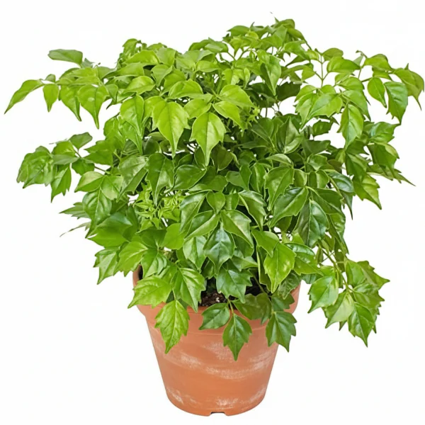 China Doll Plant - Image 3
