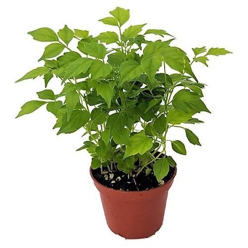China Doll Plant - Image 4