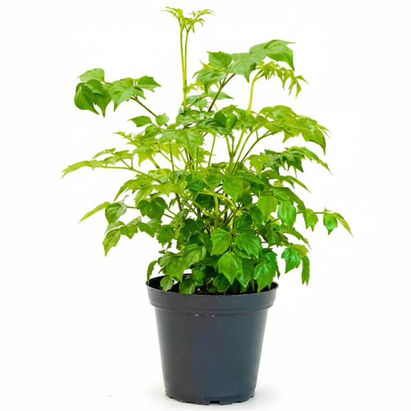 China Doll Plant - Image 5