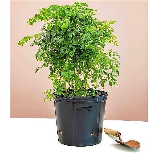 China Doll Plant - Image 6