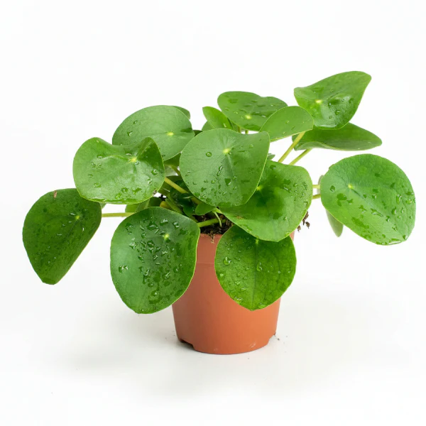 Chinese Money Plant, Pilea Peperomioides