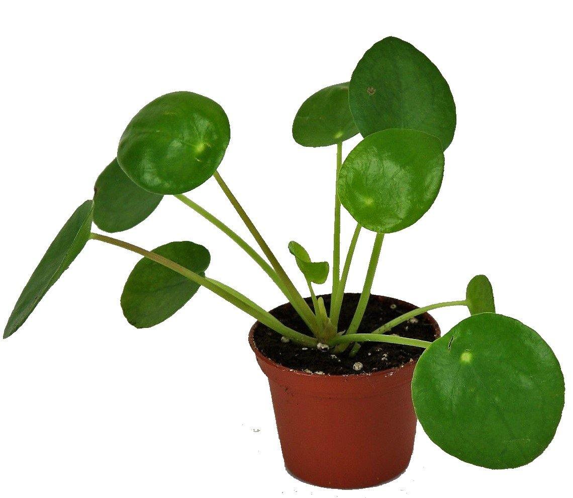 Chinese Money Plant, Pilea Peperomioides - Image 2