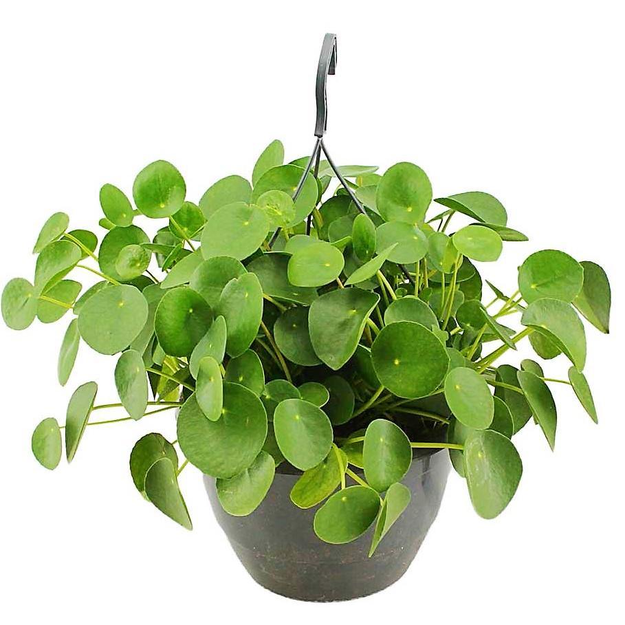 Chinese Money Plant, Pilea Peperomioides - Image 3