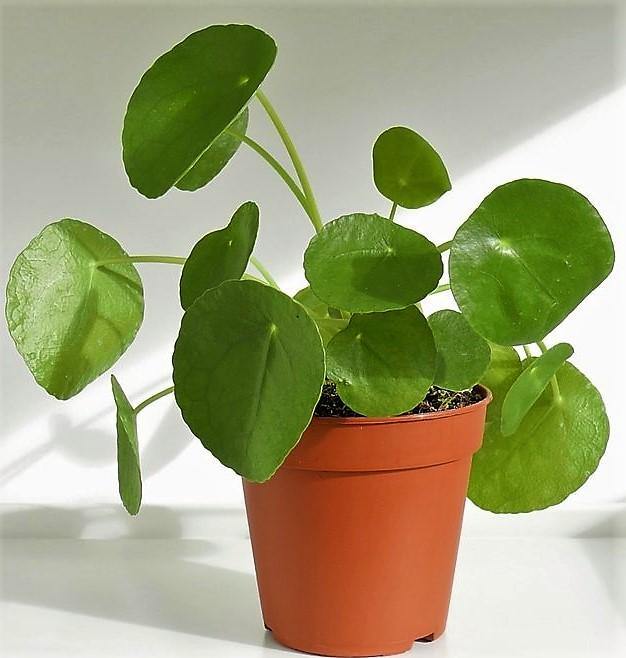 Chinese Money Plant, Pilea Peperomioides - Image 4