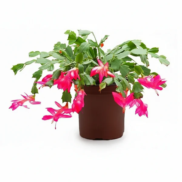 Christmas Cactus, Schlumbergera