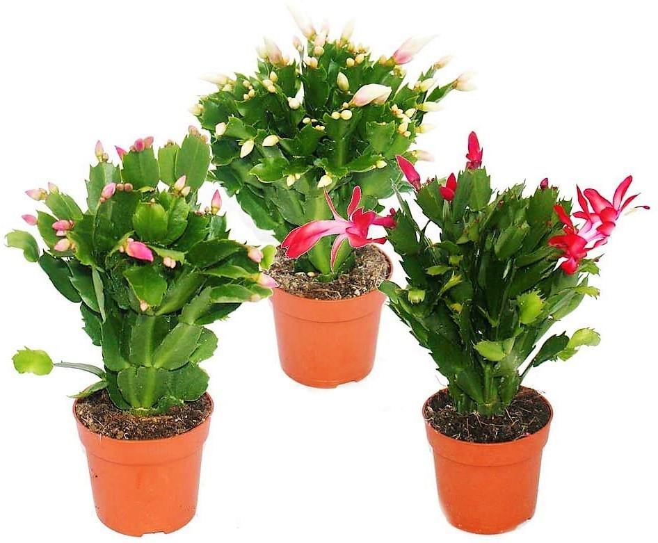 Christmas Cactus, Schlumbergera - Image 2