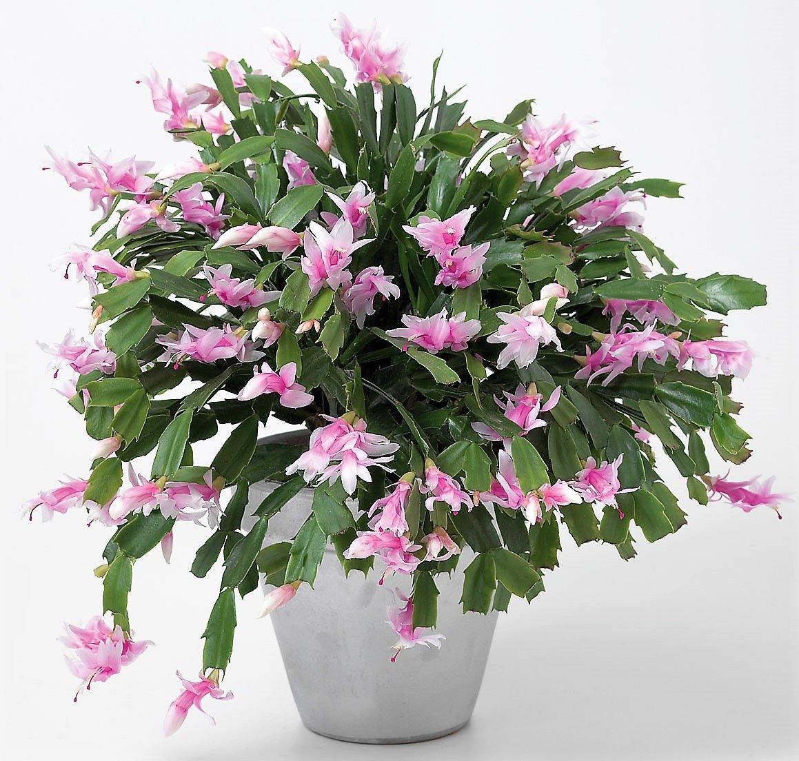 Christmas Cactus, Schlumbergera - Image 4