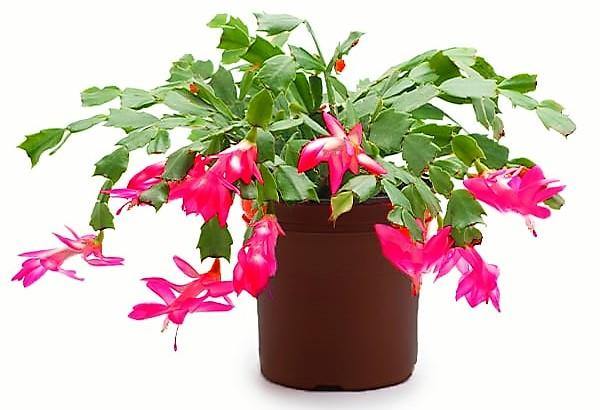 Christmas Cactus, Schlumbergera - Image 5
