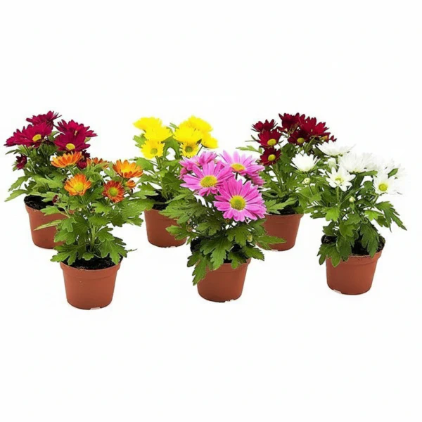 Chrysanthemum per plant