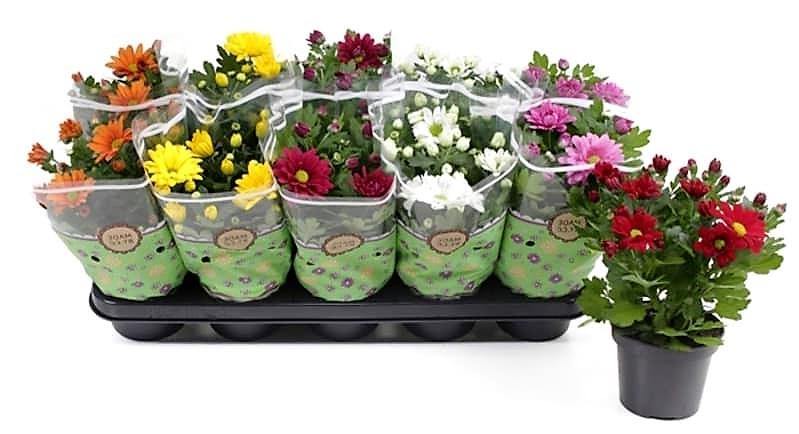Chrysanthemum per plant - Image 2