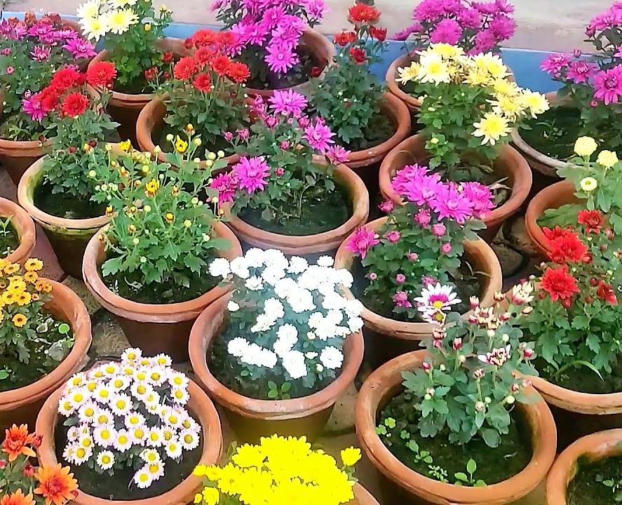 Chrysanthemum per plant - Image 3