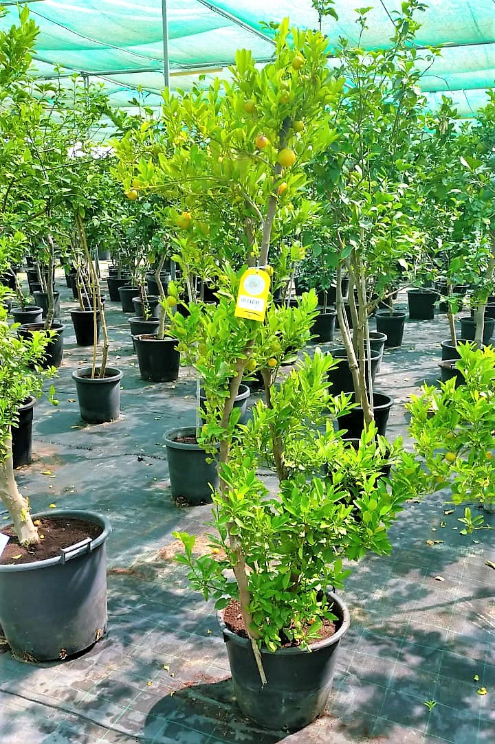 Lemon Tree, Citrus Lemon - Image 3