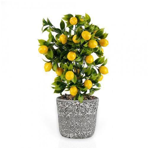 Lemon Tree, Citrus Lemon - Image 4