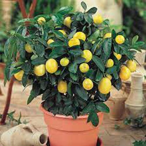 Lemon Tree, Citrus Lemon - Image 5
