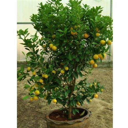Citrus mitis, Chinese oranges - Image 3
