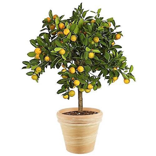 Citrus mitis, Chinese oranges - Image 4