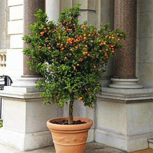 Citrus mitis, Chinese oranges - Image 5