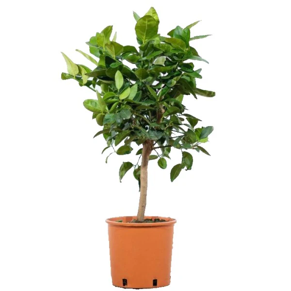 Citrus orange, Orange Tree - Image 3