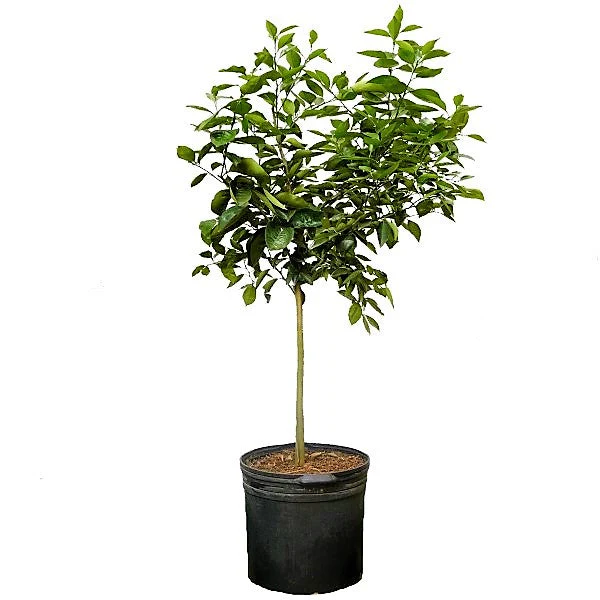 Citrus orange, Orange Tree - Image 4
