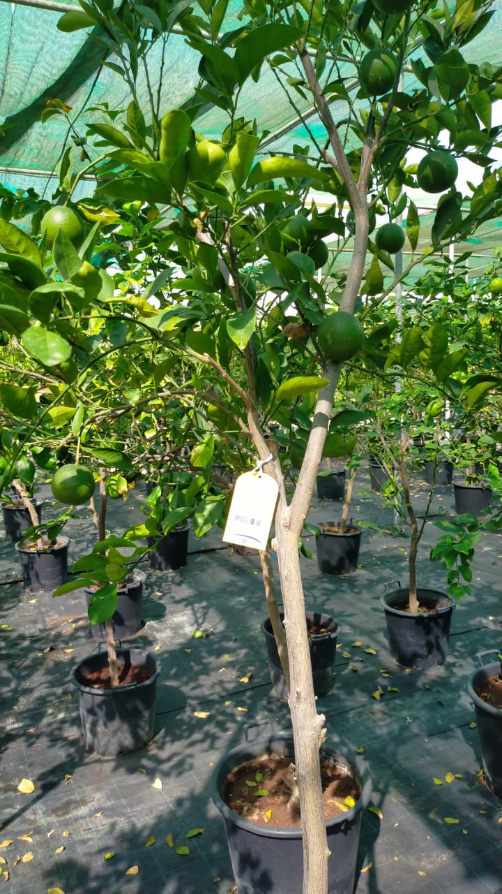 Citrus orange, Abu Surra, Orange Tree - Image 3