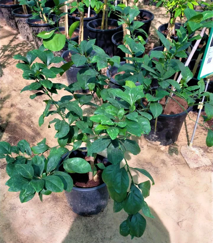 Citrus orange, Abu Surra, Orange Tree - Image 4