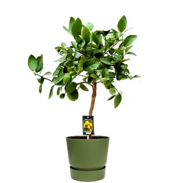 Citrus orange, Abu Surra, Orange Tree - Image 5