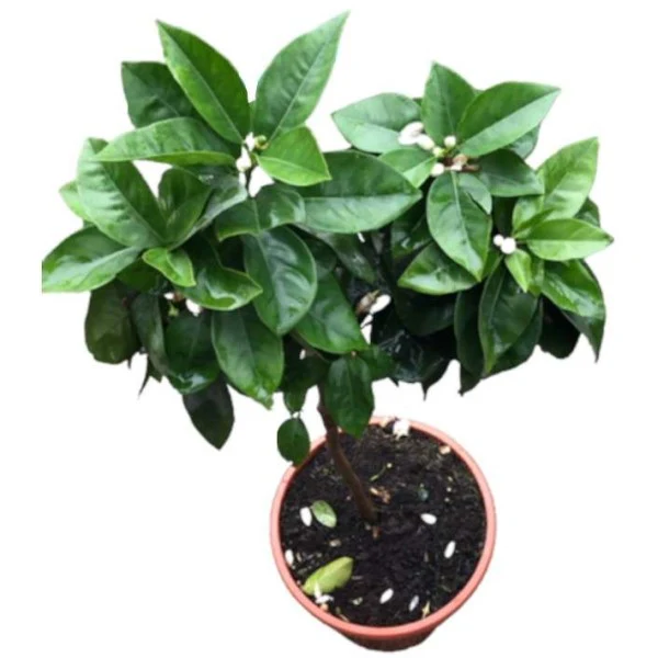 Citrus sinensis Moro, Blood Orange Tree - Image 3
