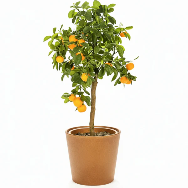 Citrus sinensis Moro, Blood Orange Tree - Image 4