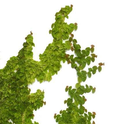 Climbing Fig, Ficus Pumila - Image 3