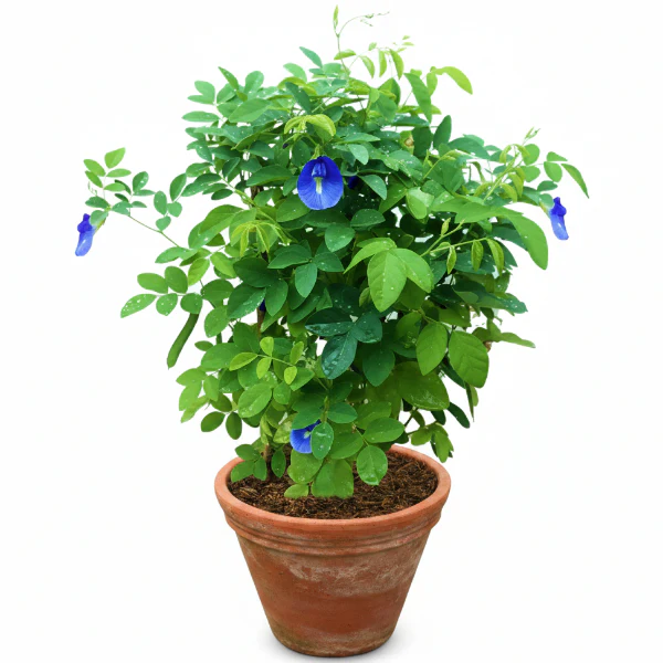 Clitoria ternatea, Butterfly Pea