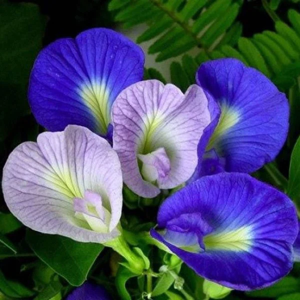 Clitoria ternatea, Butterfly Pea - Image 2