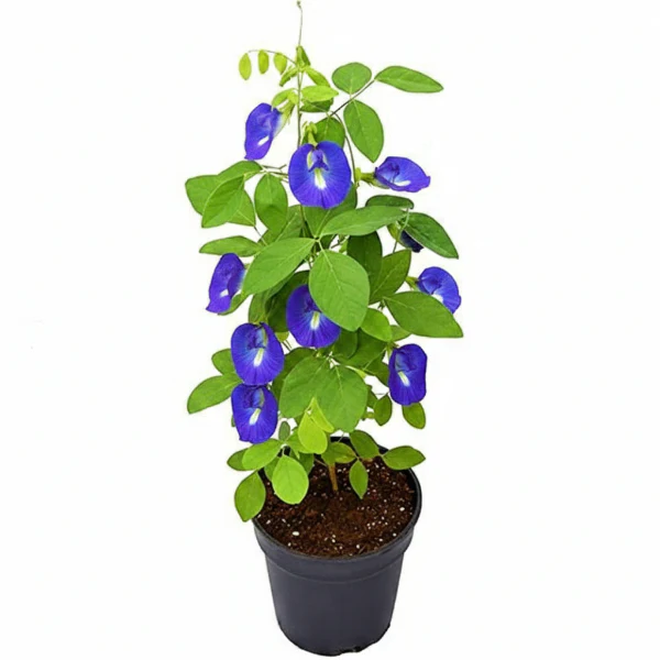 Clitoria ternatea, Butterfly Pea - Image 3