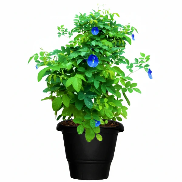 Clitoria ternatea, Butterfly Pea - Image 4