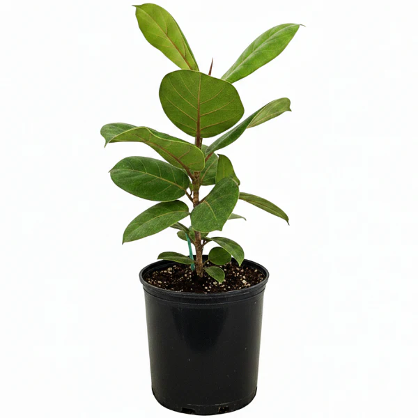 Coccoloba uvifera, Sea Grape