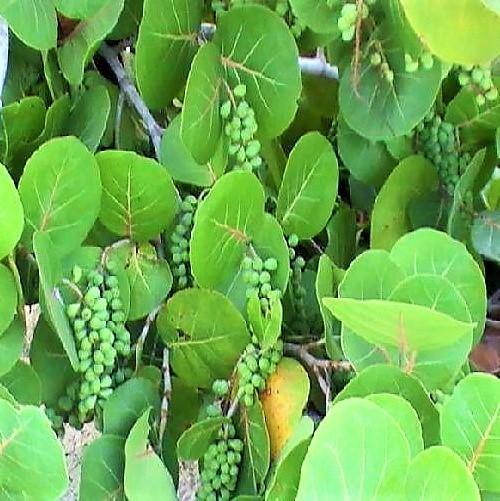 Coccoloba uvifera, Sea Grape - Image 2