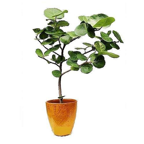 Coccoloba uvifera, Sea Grape - Image 3