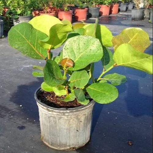 Coccoloba uvifera, Sea Grape - Image 4