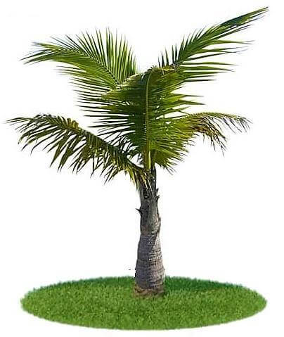 Coconut Palm, Cocos Nucifera - Image 2
