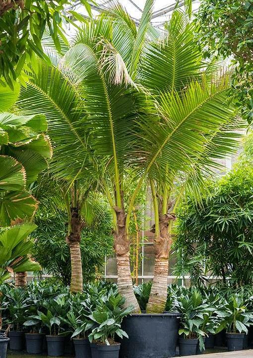 Coconut Palm, Cocos Nucifera - Image 4