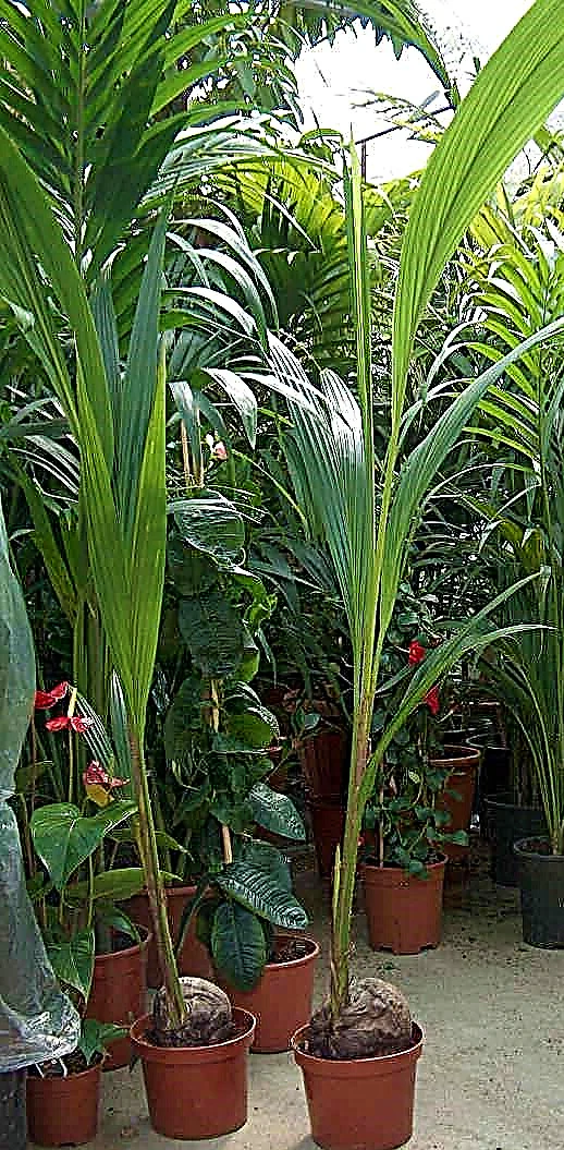Coconut Palm, Cocos Nucifera - Image 5