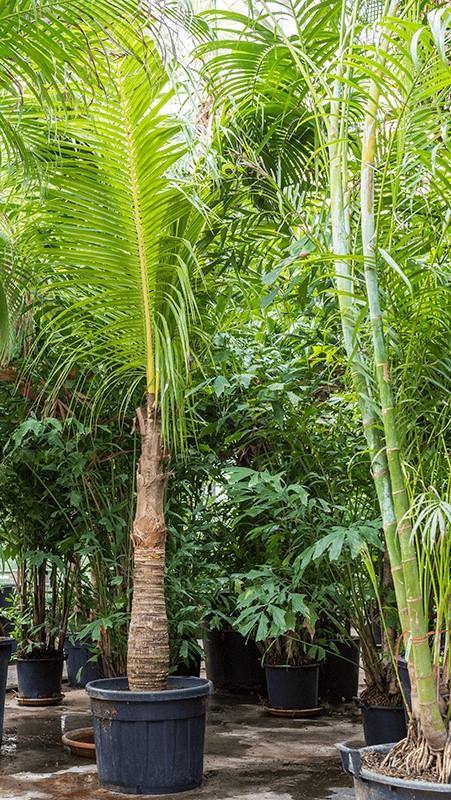 Coconut Palm, Cocos Nucifera - Image 6