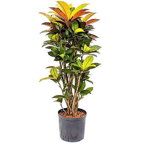 Codiaeum Iceton, Codiaeum Variegatum, Croton - Image 4