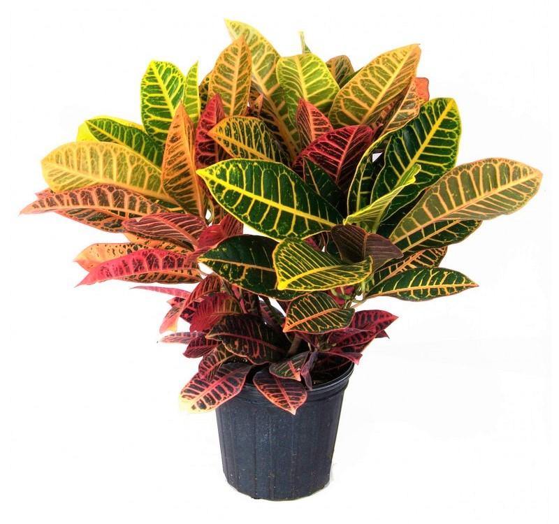 Codiaeum Variegatum , Croton (Indoor) - Image 3