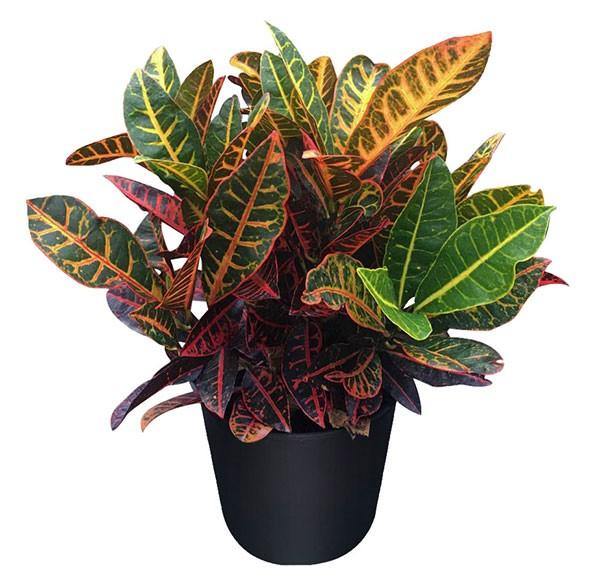 Codiaeum Variegatum , Croton (Indoor) - Image 4