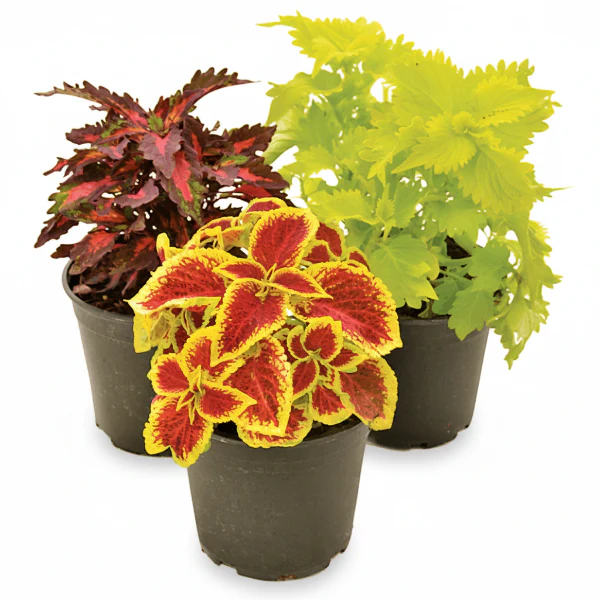Coleus Mix per piece (small)