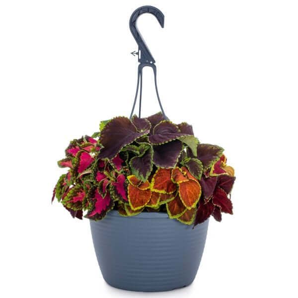 Coleus Mix per piece (small) - Image 2