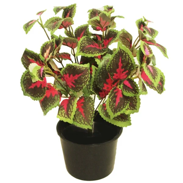 Coleus Mix per piece (small) - Image 5