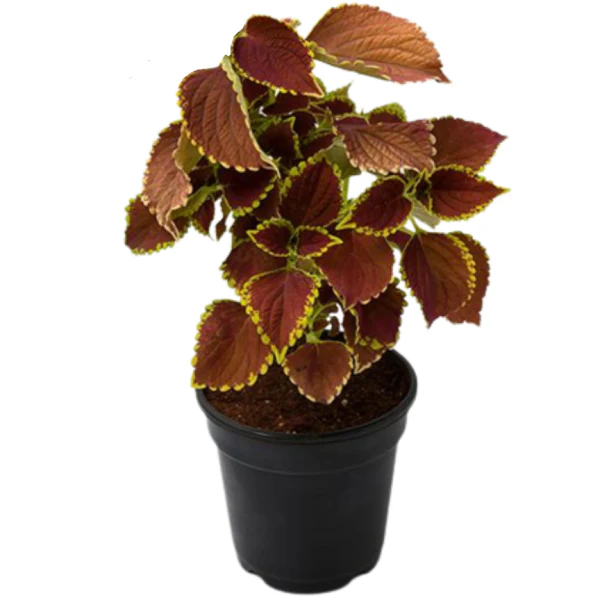 Coleus Mix per piece (small) - Image 6