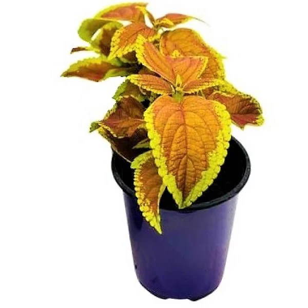 Coleus Mix per piece (small) - Image 7