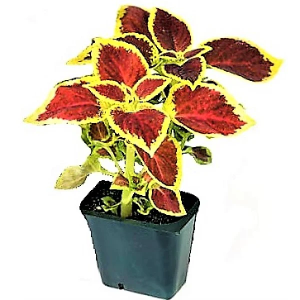 Coleus Mix per piece (small) - Image 8